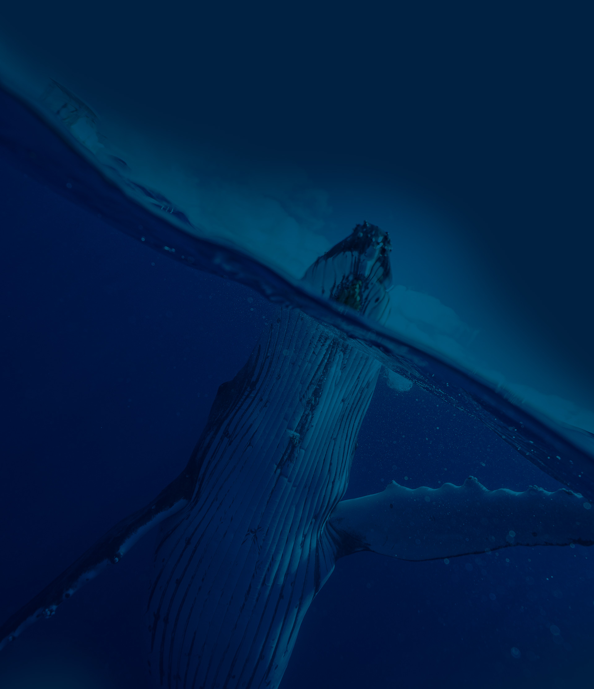 MegaMove_Org's tweet card. MegaMove paper identifies top-priority ocean areas for whales, sharks, turtles & more. Protection still lags.