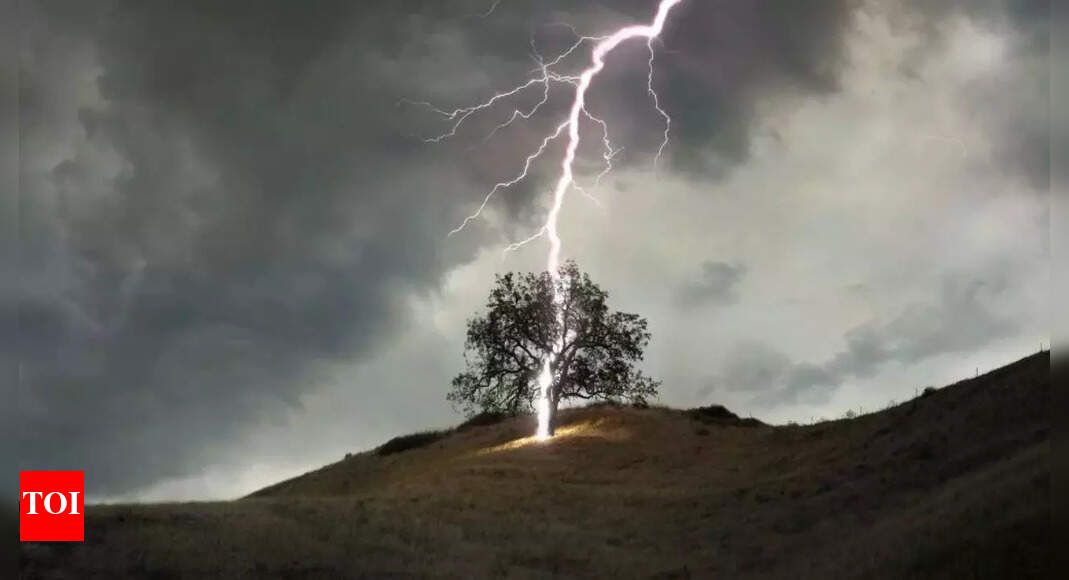 NBPTROCKS's tweet card. Science News: Lightning strikes kill 320 million trees yearly worldwide. This causes significant carbon emissions, almost matching wildfires. The Amazon and Congo B
