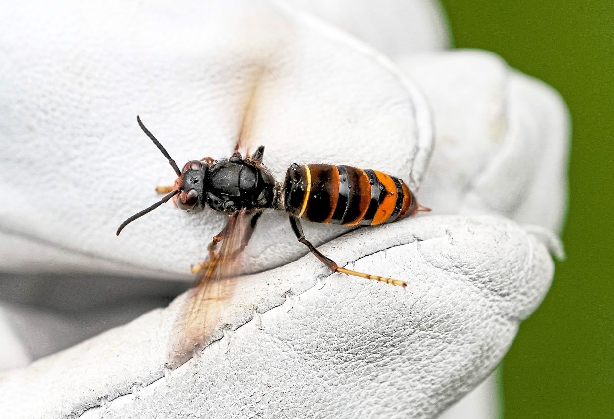 britishbee's tweet card. An invasive hornet is devouring bees across Europe, alarming beekeepers