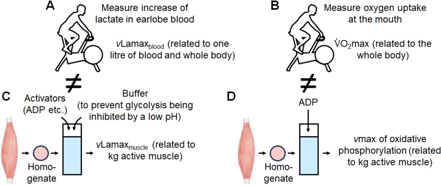 DebevecTadej's tweet card. Sports Medicine - Oxidative phosphorylation and glycolysis are the two truly major energy metabolism pathways in humans. While maximal oxygen uptake ( $$\dot{V}{\text{O}}_{{2}}$$ max) has...