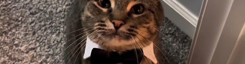 mikeja888's tweet card. Get Stinky Into Catcon 2024