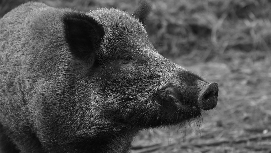 RVHunter57's tweet card. En Dordogne, une habitante a été attaquée par une laie : le suidé a d’abord chargé sa victime avant de la mordre au bras. La Bussacoise a fait l’objet d’importantes blessures, et affirme aujourd’hui...