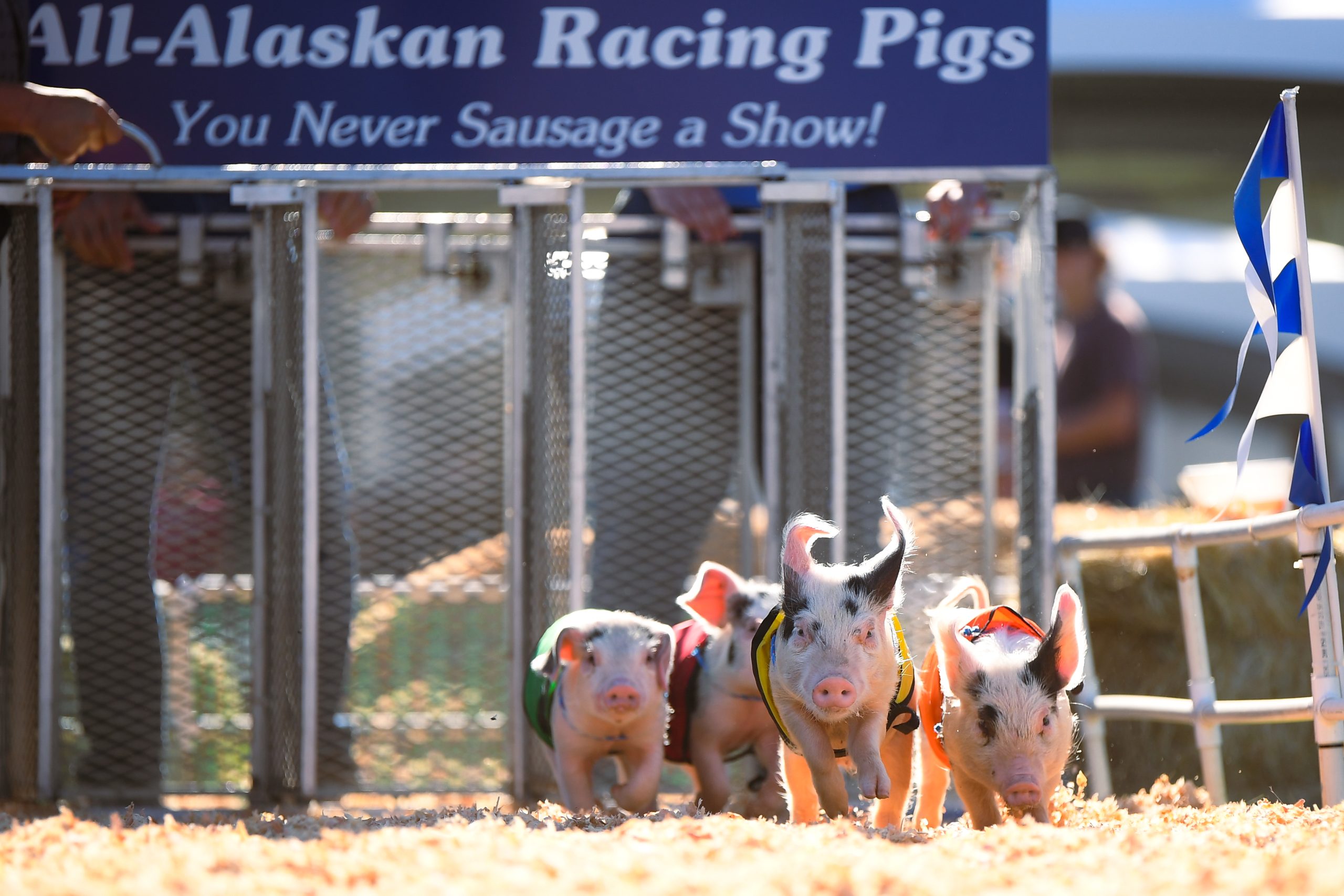 Lookout_ES's tweet card. For nearly 40 years, Eugene-based All-Alaskan Racing Pigs has been a staple of fairs nationwide — and this week, the speedy critters are entertaining crowds at the Lane County Fair.