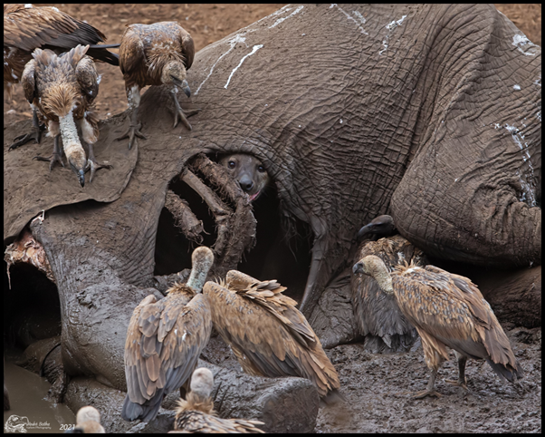 adamdkane's tweet card. This blog post is provided by John Donohue, Petri Piiroinen and Adam Kane and tells the #StoryBehindThePaper for the paper “Predicted short-term mesoscavenger release gives way to apex-scavenger do…