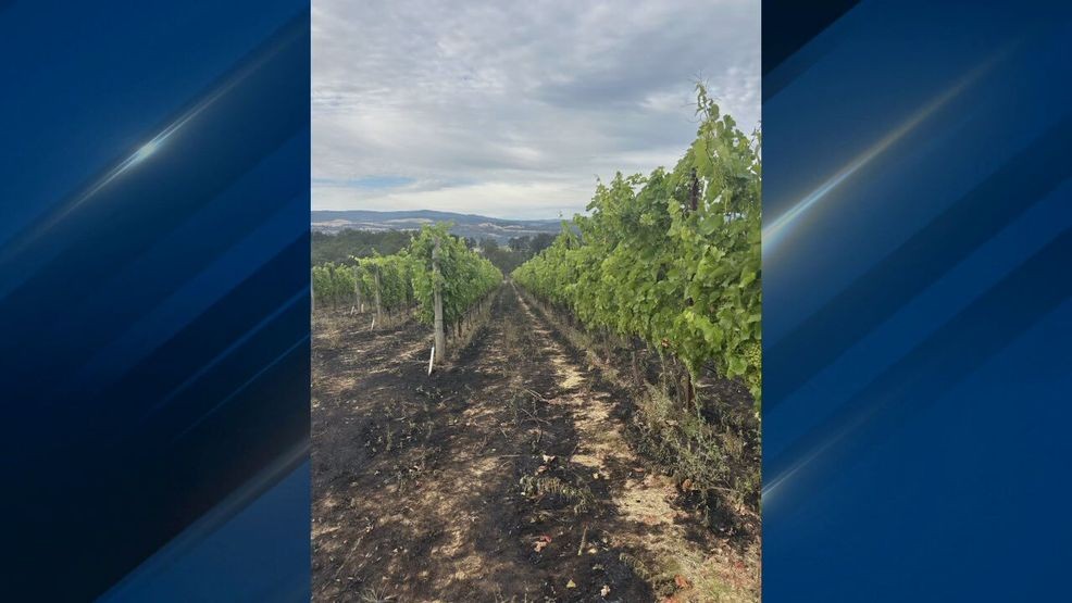 KATUNews's tweet card. The Burdoin Fire has completely flipped upside down the livelihoods of local wineries during peak tourism season.