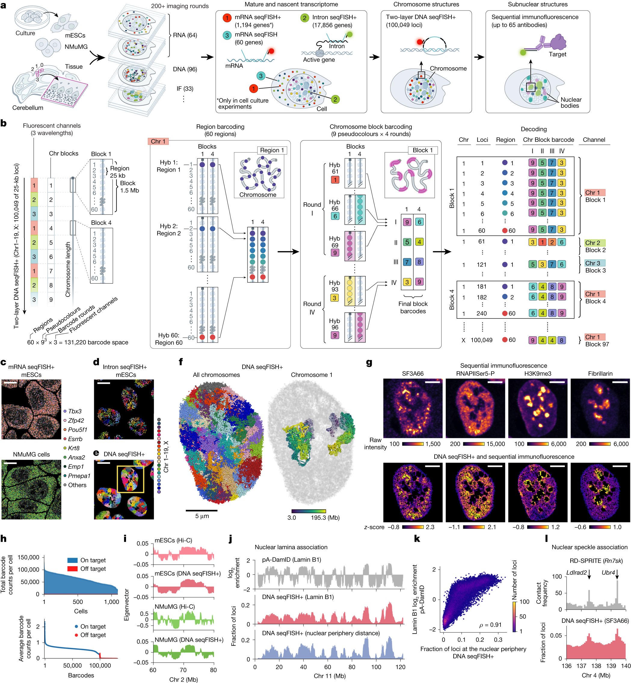 IntiOmics's tweet card. Nature - A genomic barcoding scheme called two-layer DNA seqFISH+ enables the simultaneous mapping of more than 100,000 loci and has been used to identify cell-type-specific subnuclear compartments...