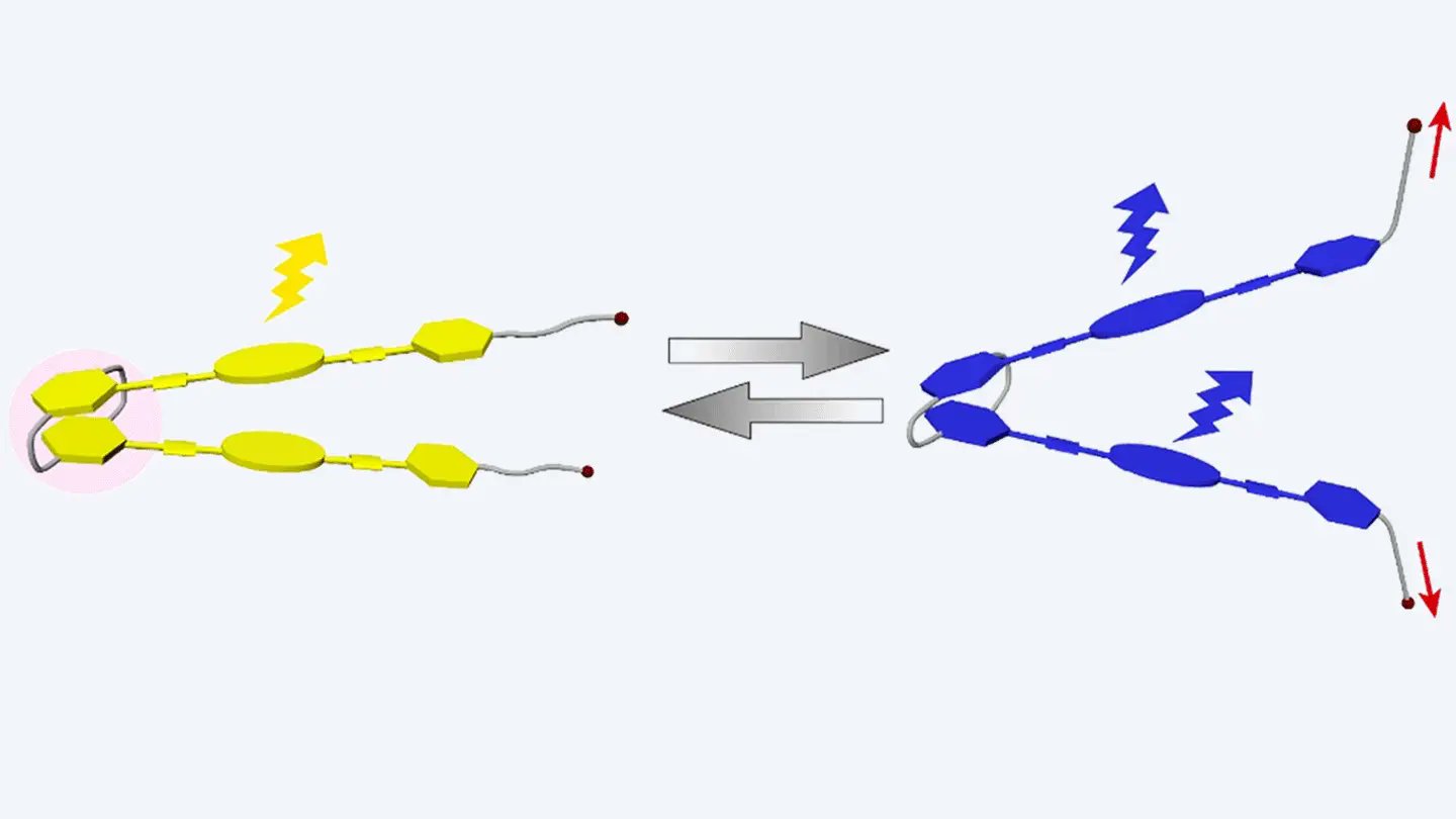 mesohierarchy's tweet card. [2.2]パラシクロファンの剛直性を利用したヒンジ型超分子メカノフォア | Science Tokyo - 東京科学大学