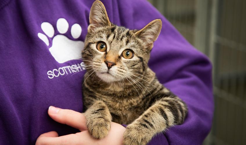 GabyMcKay's tweet card. The Scottish Society for the Prevention of Cruelty to Animals left frontline staff exposed to legal risk for more than a year before preventing them…
