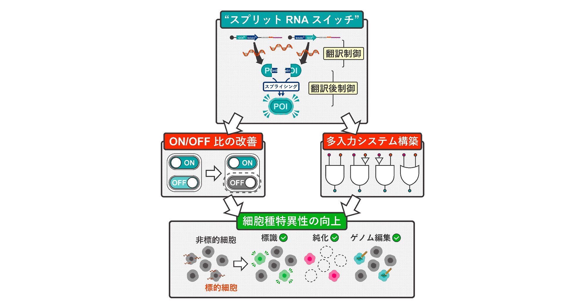 Eng_Univ_Tokyo's tweet card. 阿部一樹 大学院生（東京大学大学院工学系研究科特別研究学生／京都大学iPS細胞研究所）、大野博久 助教（京都大学iPS細胞研究所）、望月めぐみ技術員（京都大学iPS細胞研究所）、林香倫技術員（京都大学iPS細胞研究所）による研究が、国際科学誌「Nature Communications」でオンライン公開されました。
