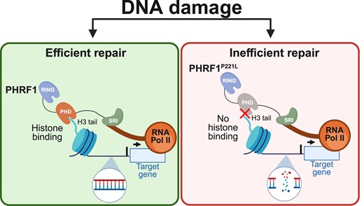 chromajain's tweet card. Abstract. Plant homeodomain (PHD) fingers are critical effectors of histone post-translational modifications (PTMs), regulating gene expression and genome