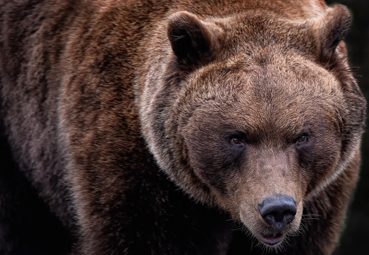 AlisoNJMutler's tweet card. An Italian motorcyclist was mauled to death by a bear in Romania's Carpathian Mountains on Thursday,  emergency service officials confirmed. The female
