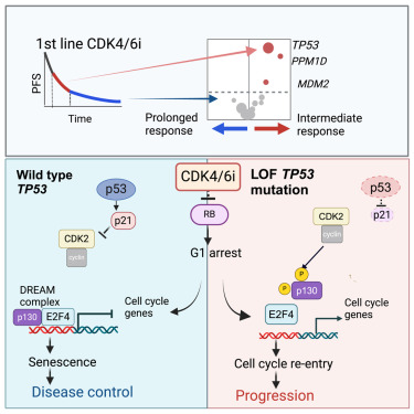 Reik0110's tweet card. Kudo et al. demonstrate that TP53 loss in HR+ breast cancer is clinically associated with long-term failure of CDK4/6i due to cellular escape from quiescence via impaired DREAM complex assembly....