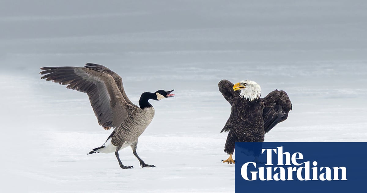 PeterWakelin1's tweet card. Photographer captures 20-minute clash between birds emblematic of Canada and US amid high trade tensions
