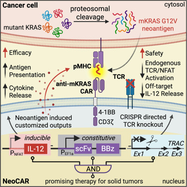 DrNetto's tweet card. Benton et al. identify binders against common mutant KRAS neoantigens and create peptide-centric CAR-T cells (NeoCARs). NeoCARs demonstrate a robust anti-tumor response against cancer cells express...