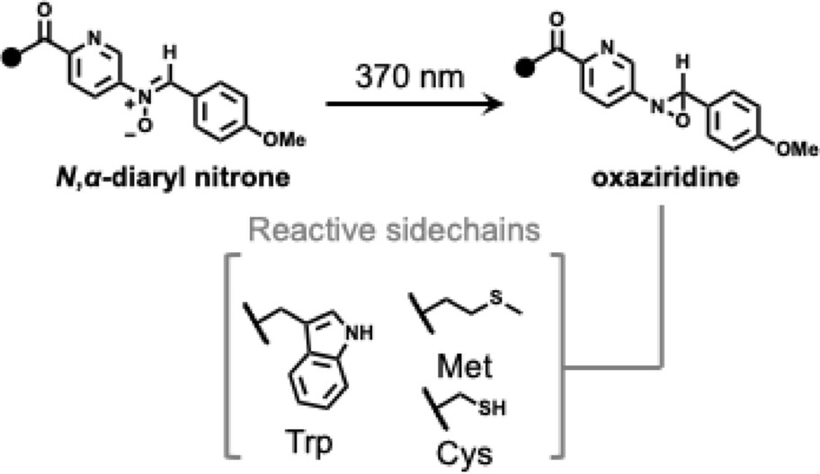AJWilsonGroup's tweet card. Nitrones are used as masked precursors that can be photoisomerized to oxaziridine bioconjugation reagents in situ or separately. This approach provides access to previously unexplored N,α-diaryl...