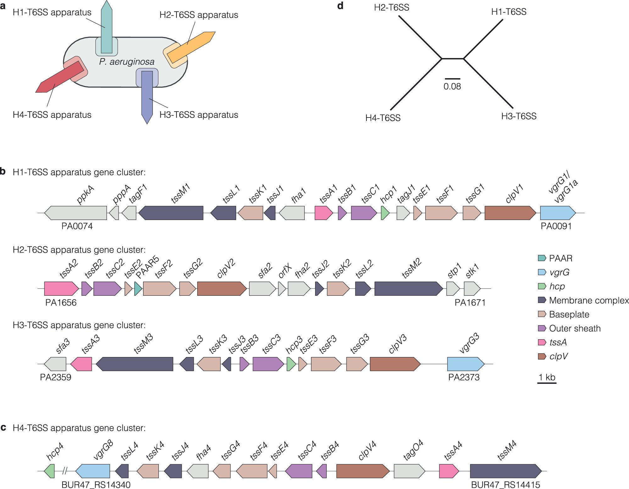luke_allsopp's tweet card. Nature Communications - Populations of a single bacterial species can possess a great diversity of type VI secretion systems (T6SSs) and secreted effectors. Here, Habich et al. apply molecular...