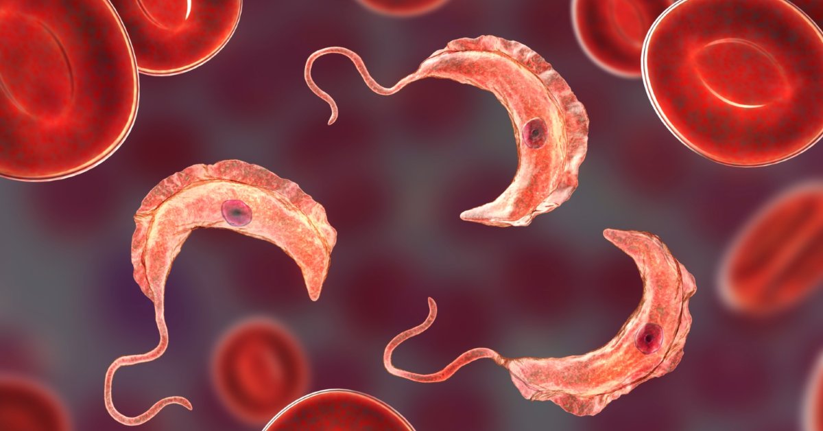 JMHtweetsrarely's tweet card. By setting up shop in hosts’ tissues, Trypanosoma brucei can constantly change its protective surface coat and evade antibodies for long periods of time. 