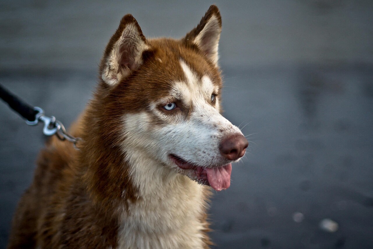 76actu's tweet card. Dans la soirée du jeudi 24 juillet 2025, un chien de race Husky a été retrouvé enfermé dans un appartement au Havre. Le couple propriétaire de l'animal a été entendu par la police.