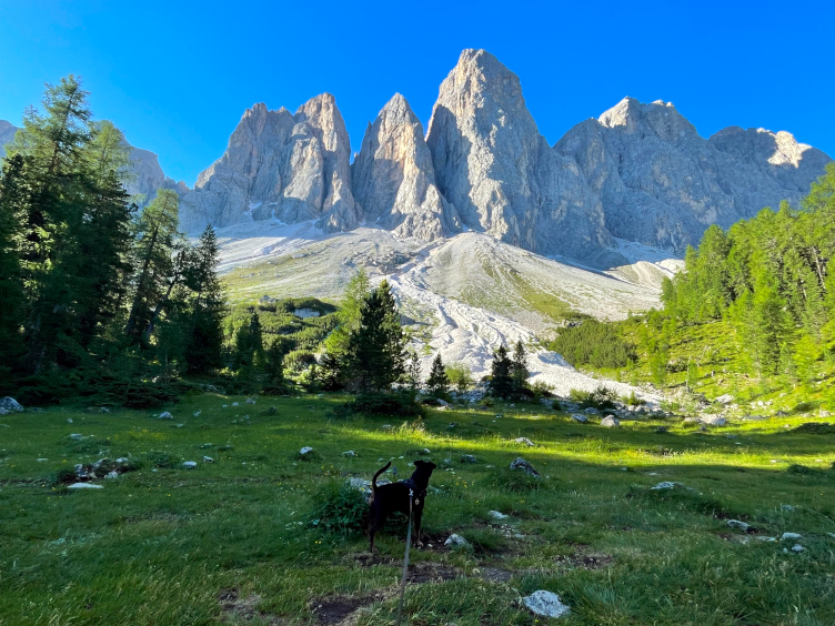 gnome_trotting's tweet card. Visiting the Dolomites with your dog? Here's what you need to know to have a fun and safe hike on the Adolf Munkel Trail with your pup.