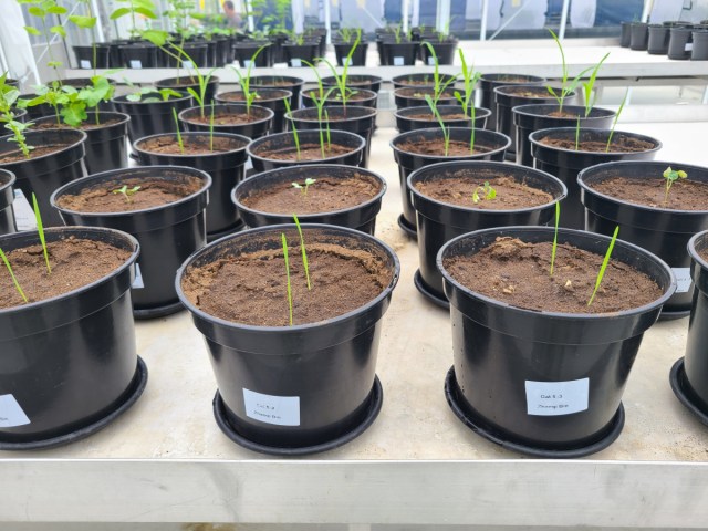 FunEcology's tweet card. Zhaoqi Bin, Wim H. van der Putten, Guangzhou Wang, Junling Zhang, Ciska Veen This is a plain language summary of a Functional Ecology research article which can be found here. Soil plays a crucial …