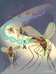MicrobesInfo's tweet card. Researchers have developed a system that blocks malaria transmission in mosquitoes, which continue to be the deadliest animals on Earth. The CRISPR-based gene-editing system changes a single molecule...