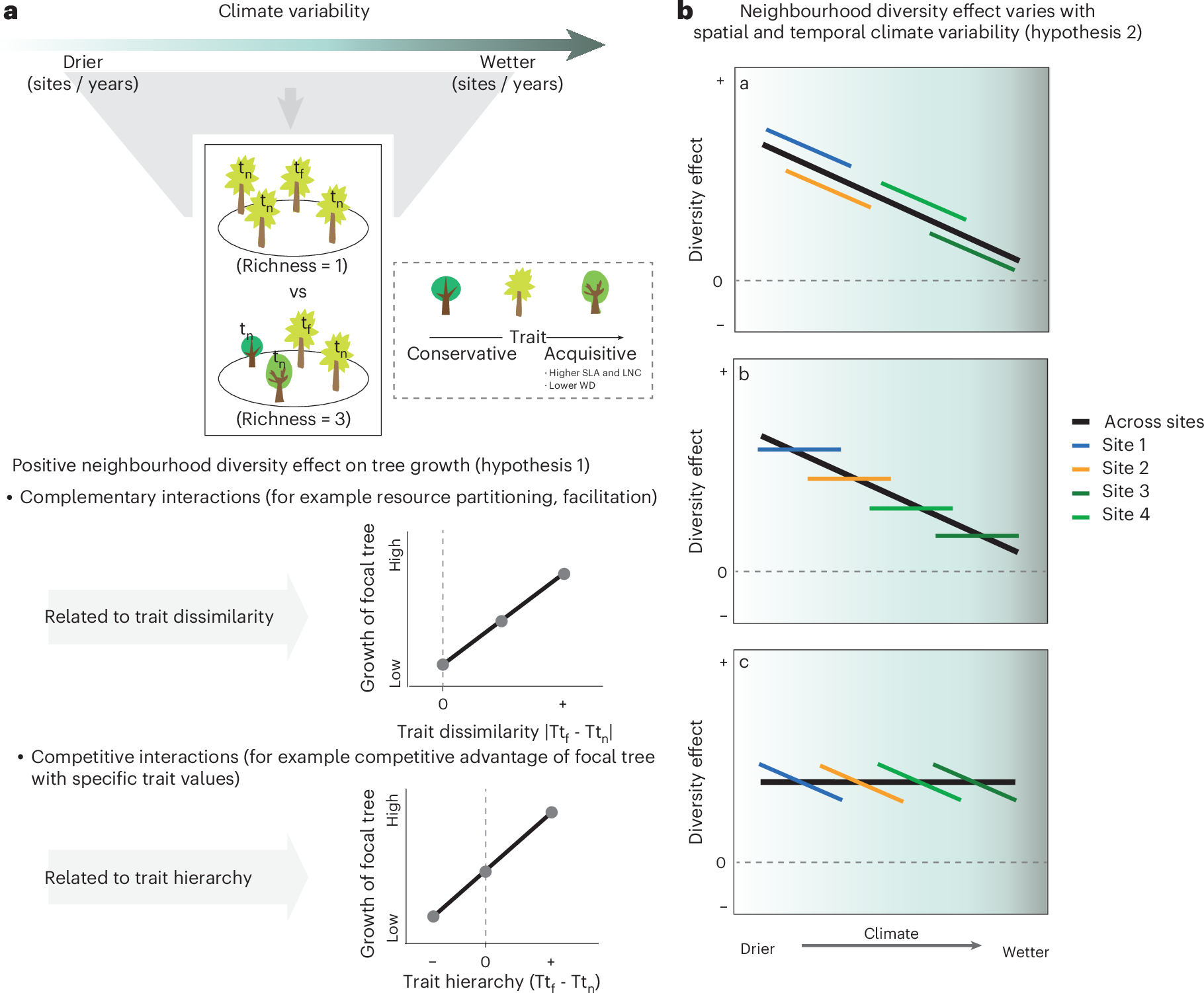 idiv's tweet card. Nature Ecology & Evolution - How tree diversity effects on ecosystem functioning vary along climatic gradients is unclear. Here, analysing data from 15 experimental forest sites, the authors...