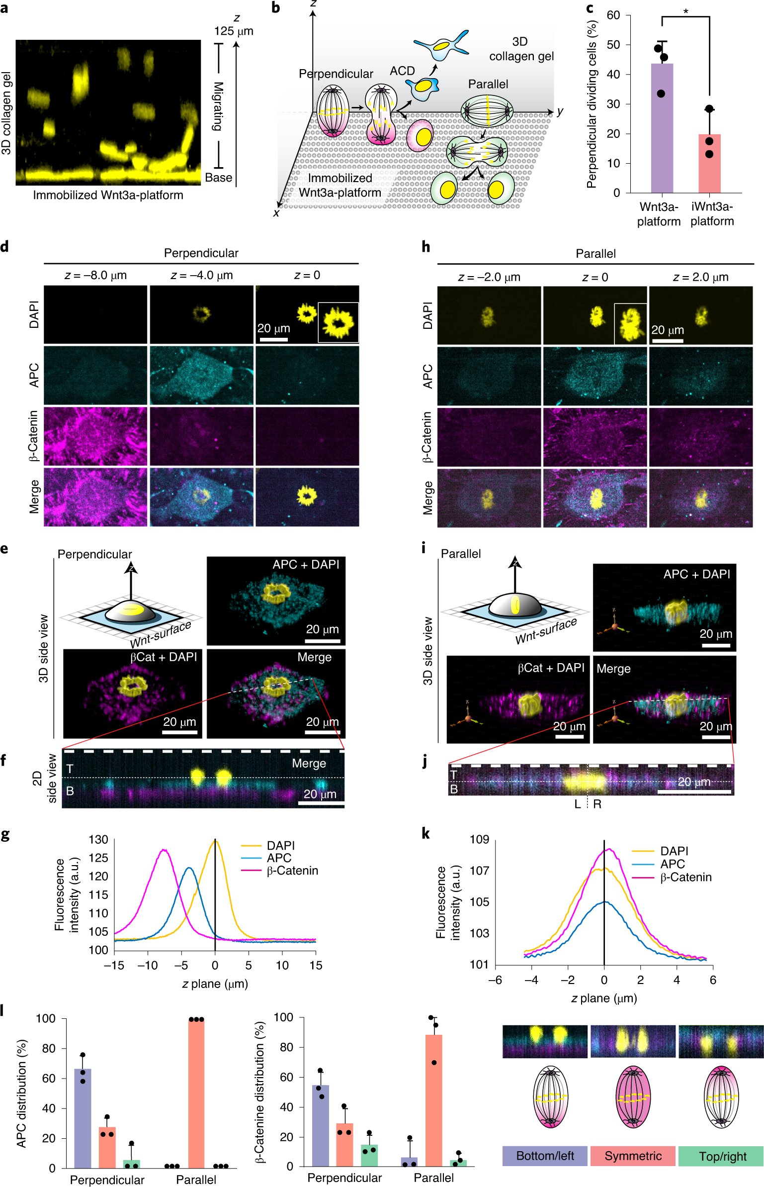 ShukryHabib_Lab's tweet card. Nature Materials - Wnt3a protein has been immobilized on a biocompatible bandage and is now shown to induce oriented asymmetric cell division of human skeletal stem cells and can also promote bone...