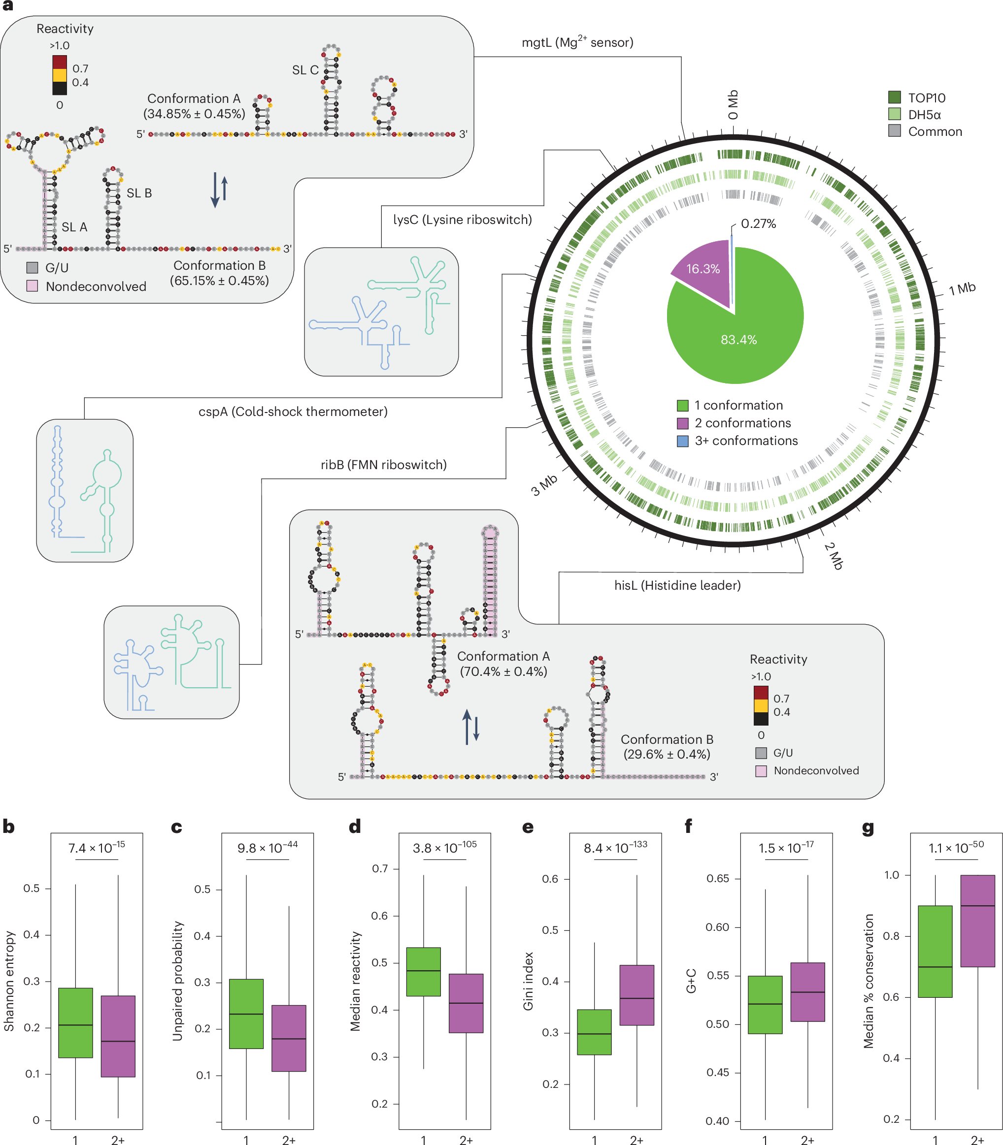 AdrienChauvier's tweet card. Nature Biotechnology - Transcriptome-scale maps of RNA secondary structure ensembles in living cells detect candidate RNA structural switches.