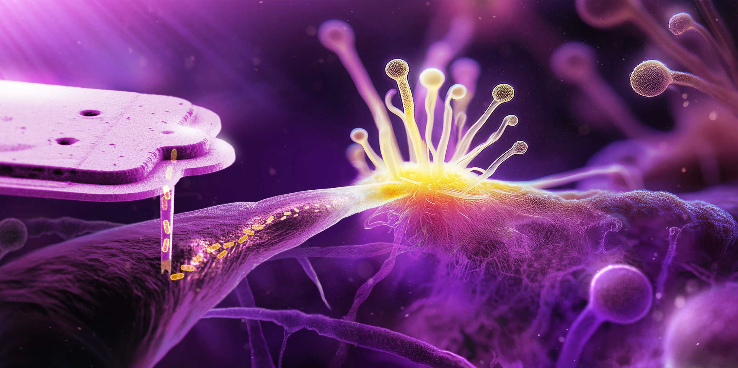 ETH_DBIOL's tweet card. An organism as a tenant in another - in biology, this often works quite well. ETH researchers have now shed light on how such a partnership of a cell in a cell can establish.