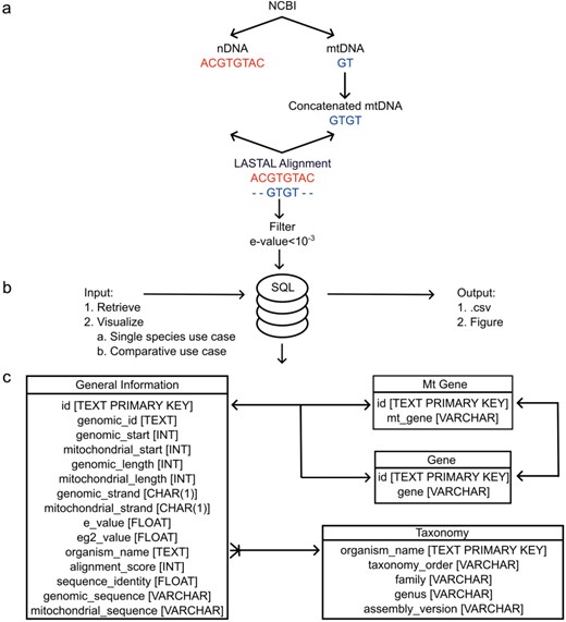 whansi's tweet card. Abstract. There is an ongoing genetic flow from the mitochondrial genome to the nuclear genome. The mitochondrial sequences that have integrated into the n