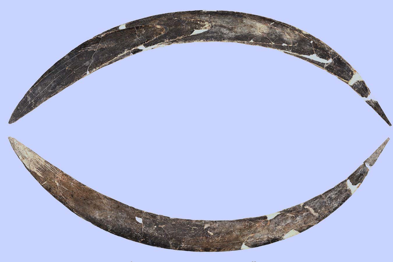 AndrePicin's tweet card. A boomerang discovered in a Polish cave was originally dated as 18,000 years old, but it may have been contaminated by preservation materials. A new estimate suggests the mammoth-ivory artefact is...