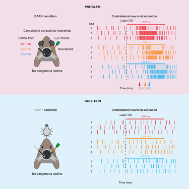 SimonWeiler3's tweet card. Natural sciences; Biological sciences; Neuroscience; Systems neuroscience; Techniques in neuroscience