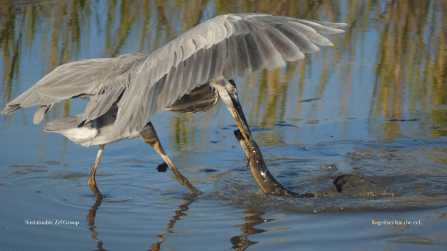 eelgroup's tweet card.   26 June 2025 (Brussels, Belgium) — The Sustainable Eel Group (SEG) is proud to announce it has been officially recognised as ISEAL Code Compliant.  Its system has been independently evaluate…