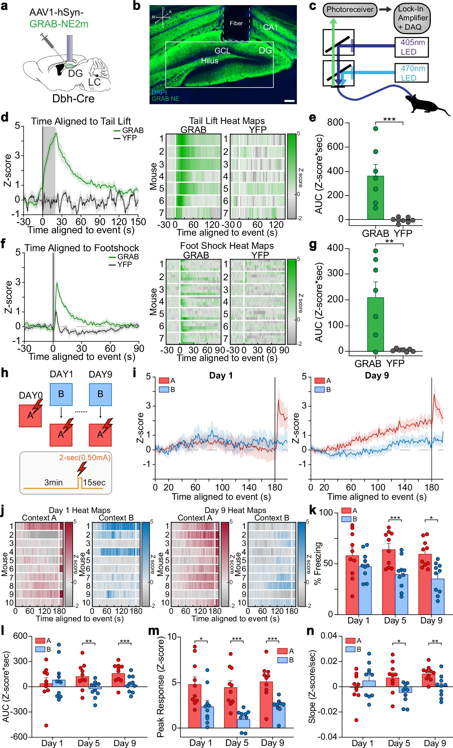 OptogeneticsAus's tweet card. Nature Communications - Neuromodulatory neural mechanisms behind contextual processing are not fully understood. Here, the authors show how spatiotemporal dynamics of locus coeruleus-norepinephrine...