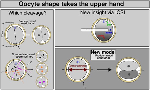 BoianiMichele's tweet card. Abstract. Recent advances in embryology have shown that the sister blastomeres of two-cell mouse and human embryos differ reciprocally in potency. An open