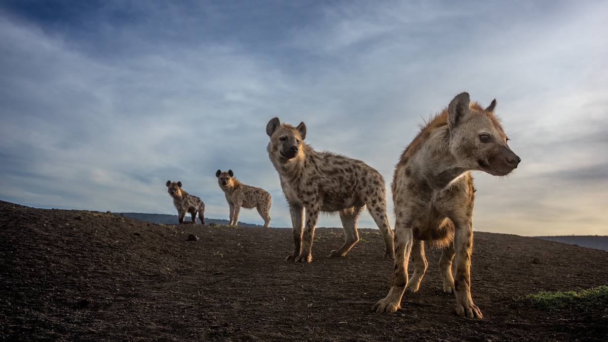JMakamba's tweet card. The spotted hyena is Africa's most successful predator—and one of its most misunderstood animals. But decades of cutting edge research is yielding greater understanding, respect, and protection.