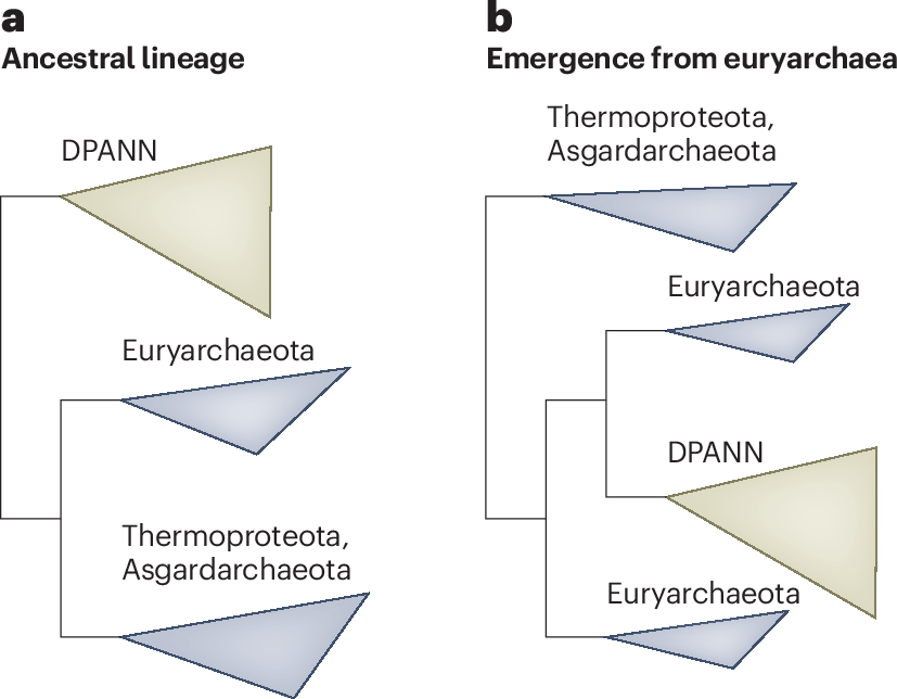 CPR_DPANN_jp's tweet card. Nature Microbiology - Updated phylogenetic analyses yield a more nuanced view of the evolution of the DPANN archaea, a diverse superphylum of enigmatic and symbiotic microorganisms with a debated...