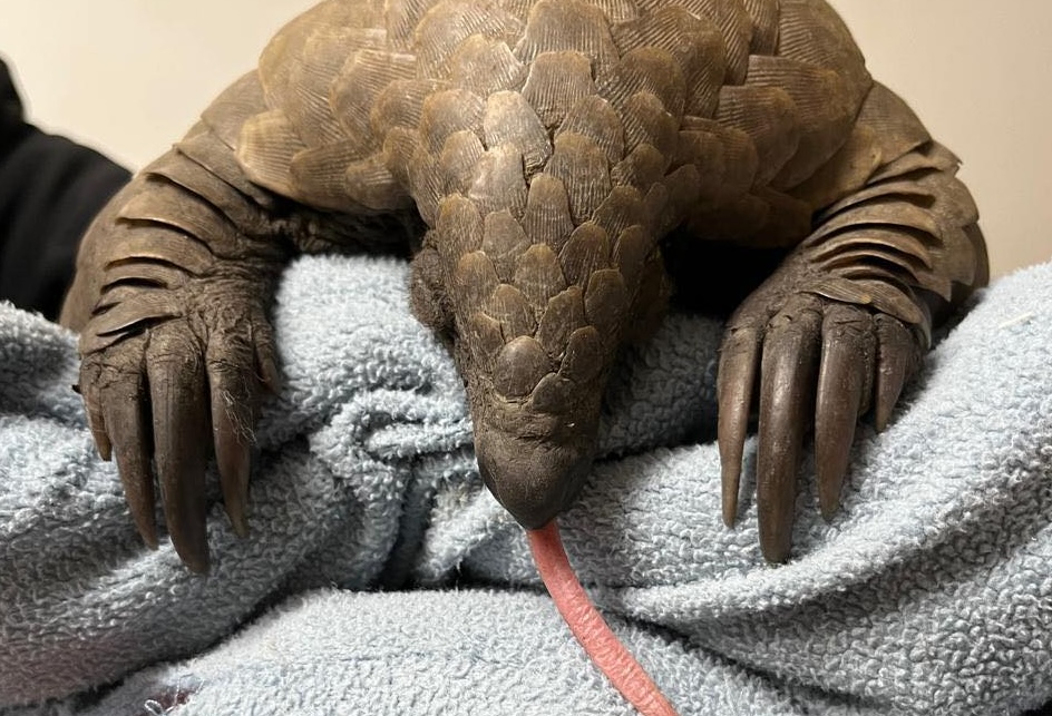 GoodThingsGuy's tweet card. A pangolin named Faith was found in distressed by a community member who called the SPCA Rustenburg for help.