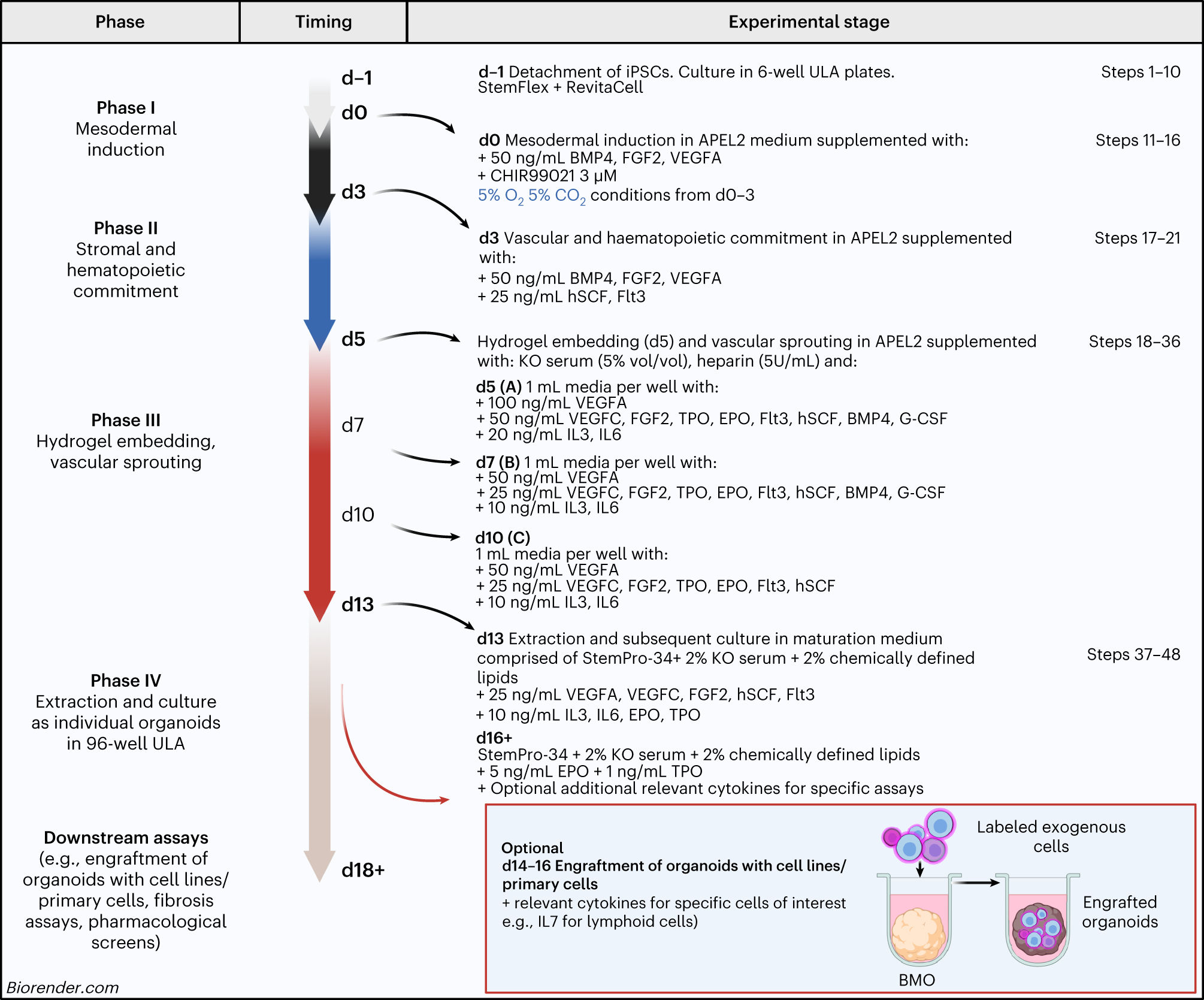 AbAttacks's tweet card. Nature Protocols - This protocol can be used to generate three-dimensional vascularized bone marrow organoids from human induced pluripotent stem cells. The organoids contain key stromal and...