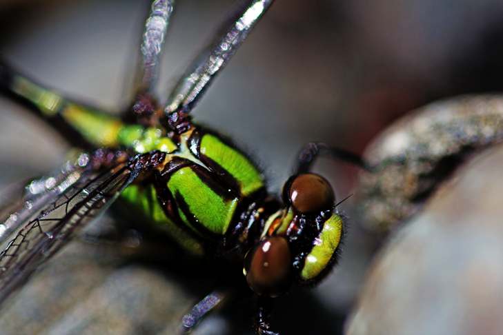 paul_steele's tweet card. The dragonfly is one of the oldest of the insect species, they are some of the first winged insects to evolve, some 300 million years ago.
