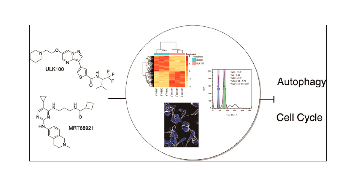 LazarusLab's tweet card. Autophagy is a conserved metabolic pathway that is central to many diseases. Recently, there has been a lot of interest in targeting autophagy with small molecule inhibitors as a possible therapeutic...