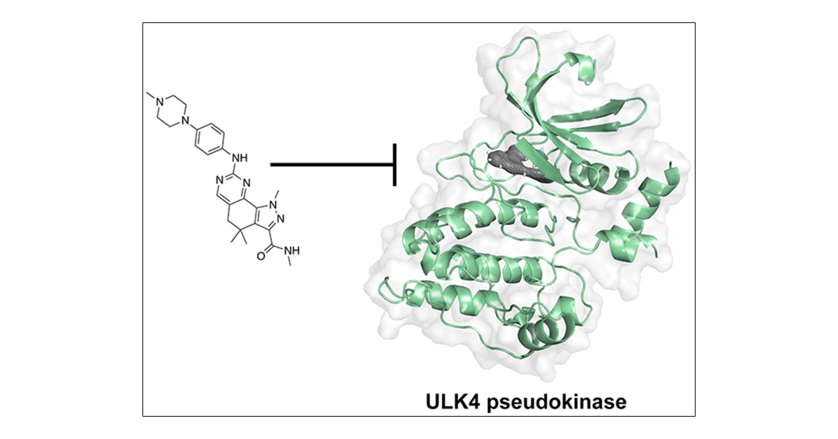 LazarusLab's tweet card. The ULK (UNC51-like) enzymes are a family of mammalian kinases that have critical roles in autophagy and development. While ULK1, ULK2, and ULK3 have been characterized, very little is known about...