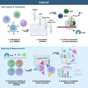 immunometlab's tweet card. Vrieling et al. present CENCAT, a technique to perform in-depth immunometabolic phenotyping in complex samples. They utilize fluorescent labeling of non-toxic unnatural amino acids to determine...