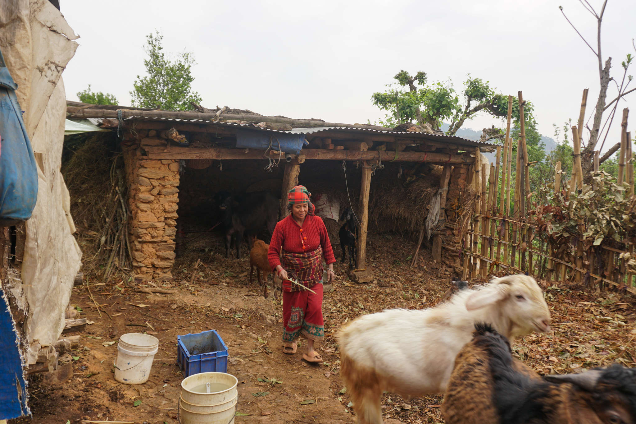 worldcrunch's tweet card. For one farmer, the barley supply once made flour for a year. Now, it is limited to two handfuls. The loss of USAID adds to the long list of challenges.