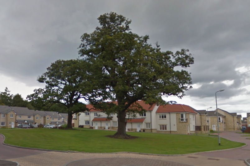 alloatiser's tweet card. A planning application has been submitted to cut back branches of two large oak trees in Alloa.