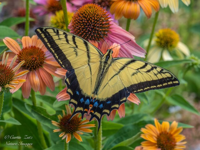 CastanetNews's tweet card. A stunning swallowtail butterfly was captured on echinacae in a picturesque photo by an Oliver resident. 