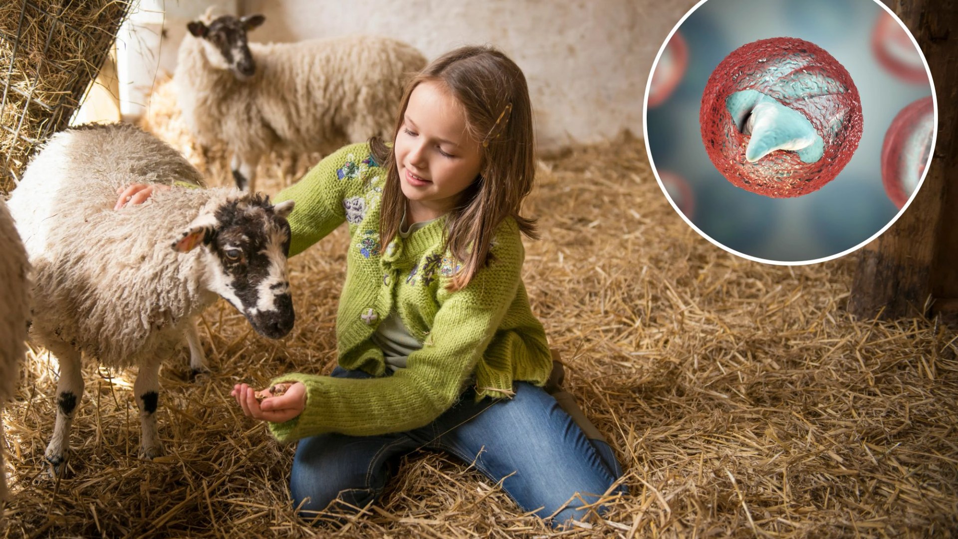 KeepingKen's tweet card. PARENTS planning summer trips to farms have been warned to keep their children safe, after hundreds fell ill with a parasitic infection following visits to petting farms last year. Over 200 people …