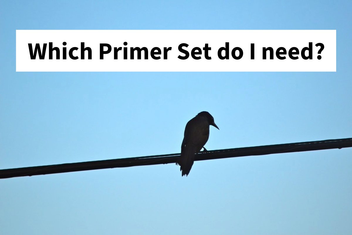 theBentoLab's tweet card. PCR and Gel Electrophoresis Protocol for Bird Sexing using Avian Chromosome PCR Mixes and Bento Lab