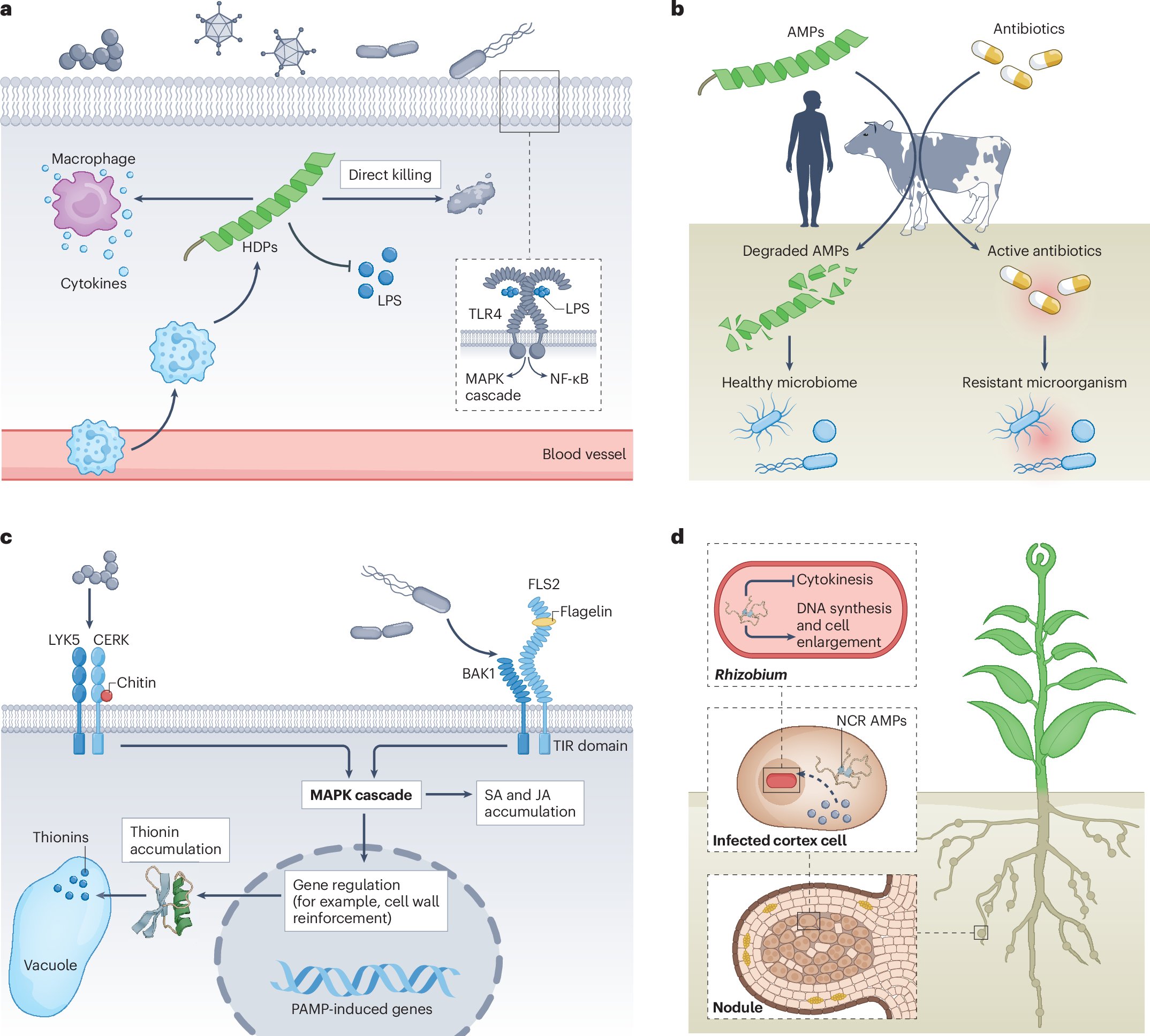 Stjle's tweet card. Nature Reviews Microbiology - In this Review, Franco and colleagues explore the structural and functional diversity of antimicrobial peptides (AMPs), their mechanism of action, recent advances in...