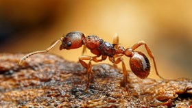 InfosecurityMag's tweet card. Sygnia observed Chinese cyber campaign dubbed Fire Ant deploying sophisticated techniques to gain full compromise of victim environments, discovering isolated assets
